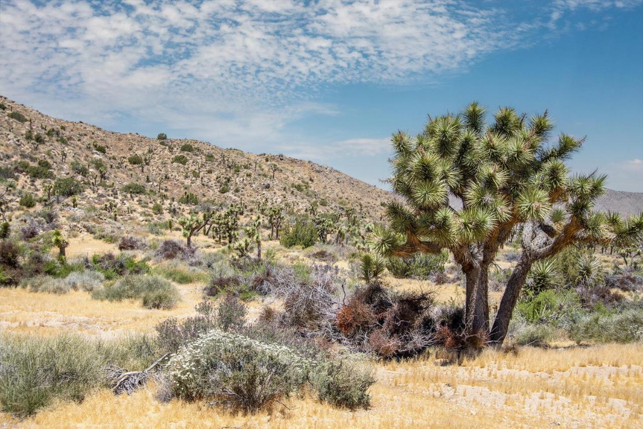 Peaceful Home With Nature Views & Trail Access Yucca Valley Eksteriør bilde